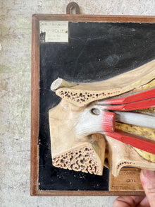 Anatomic Eye Model