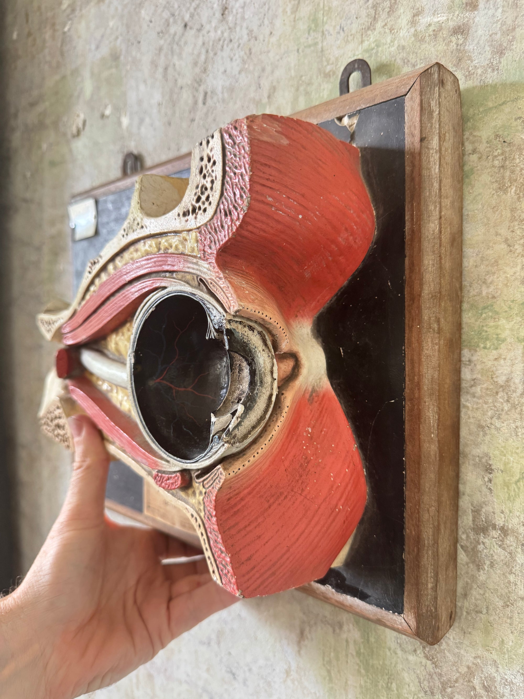 Anatomic Eye Model