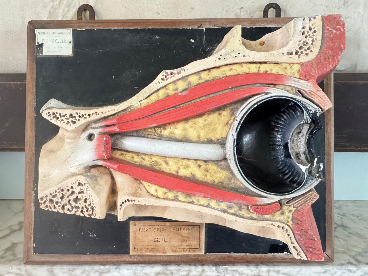 Anatomic Eye Model