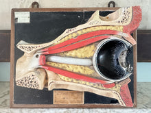 Anatomic Eye Model