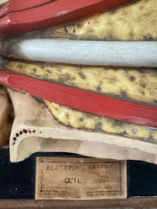 Anatomic Eye Model