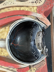 Anatomic Eye Model