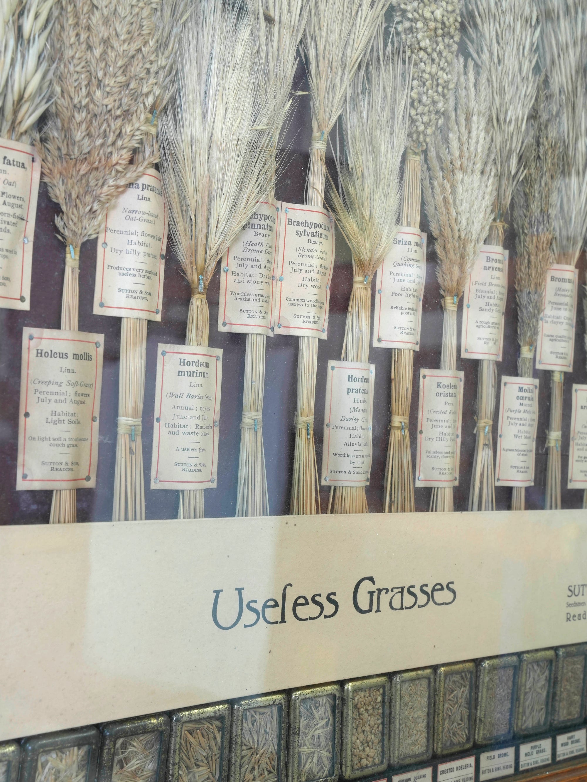 Suttons “Useful” Grasses & “Useless” Grasses Samplers