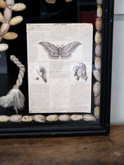 Wall Hanging Silk Moth Display Case