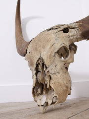 Large Water Buffalo Skull