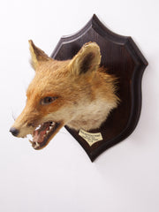 Taxidermy Fox