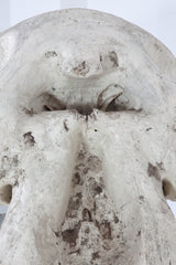 Elephant Skull