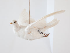 Dove in Flight