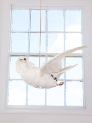 Dove in Flight
