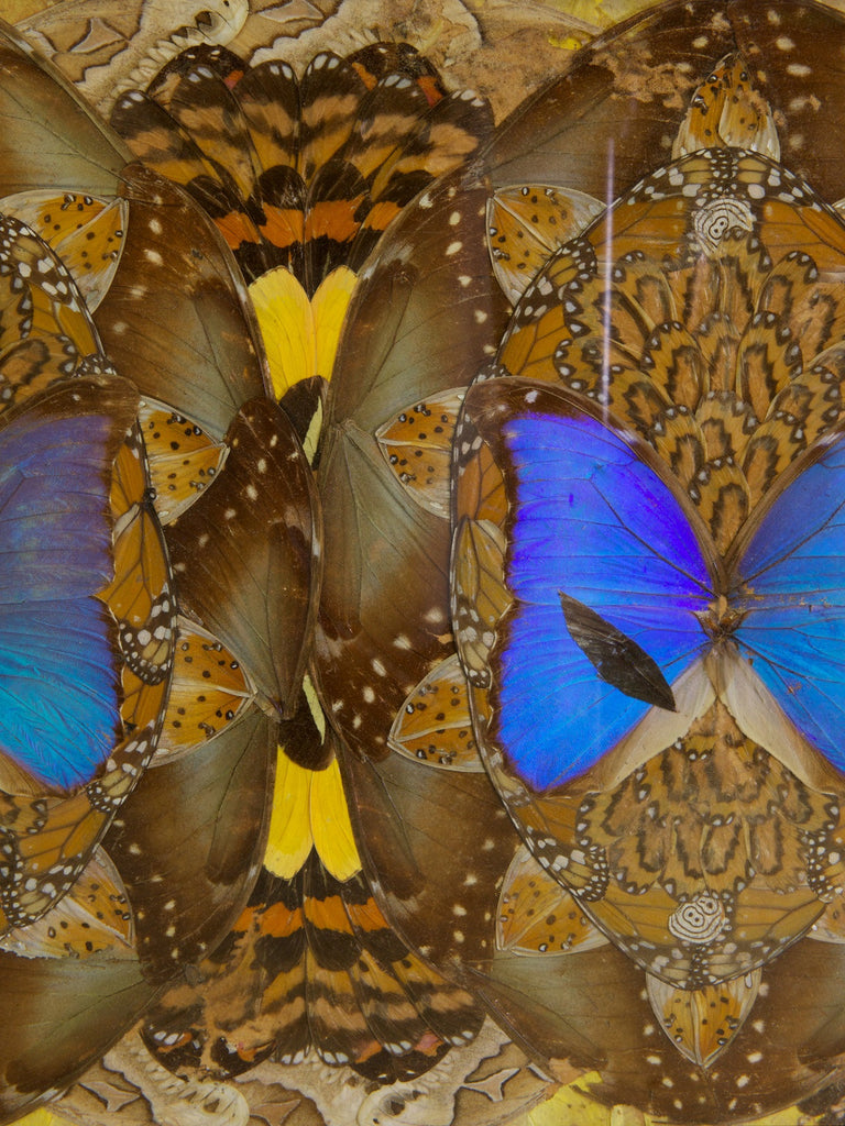 Brazilian Butterfly Tray
