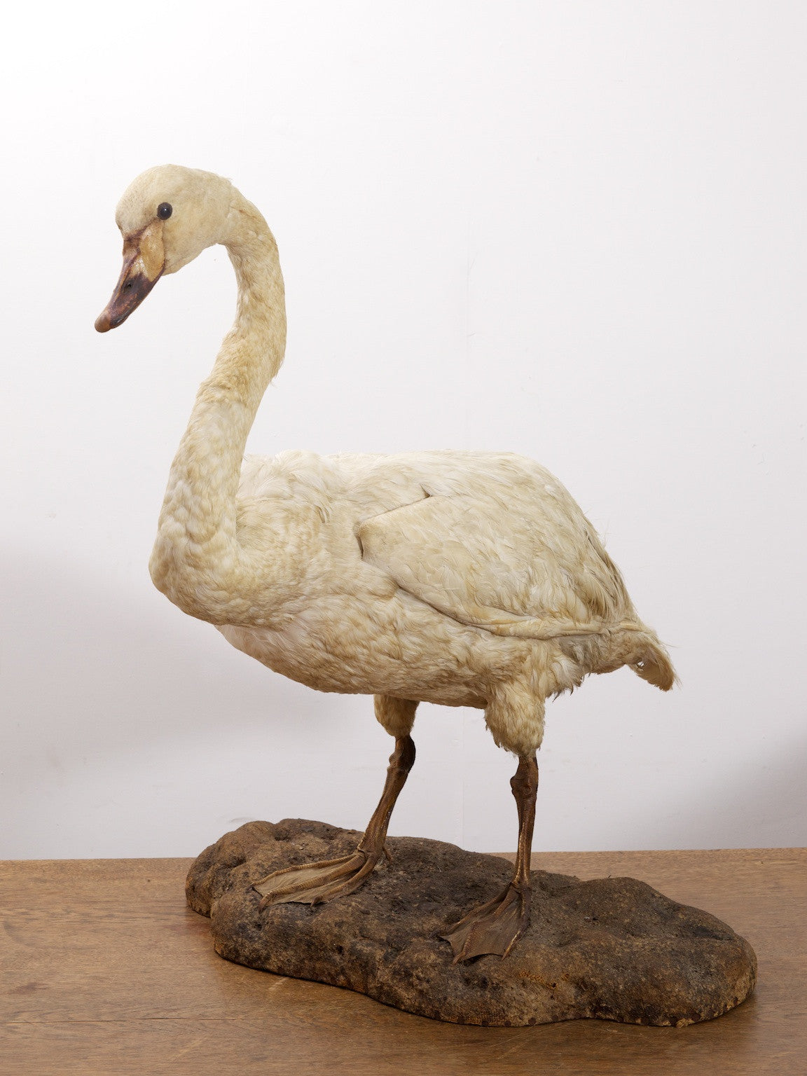 Taxidermy Swan