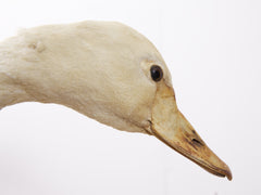 Taxidermy Swan