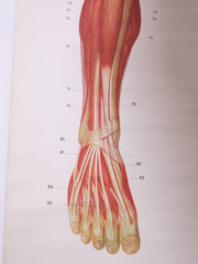 Anatomical