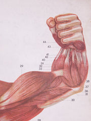 Anatomical