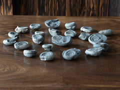A Fossil Ammonite Collection