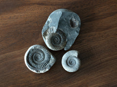 A Fossil Ammonite Collection